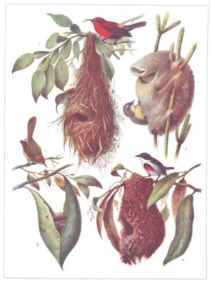 VÖGEL. Wunderschöne Vogelnester. Sunbird. Schneider- Vogel. (Hutchinson) Druck 1927