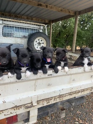 Pups Border Collie Kelpie