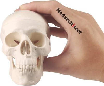 Mini Anatomical Skull Model - Articulated Jaw Anatomy for Medical Learning