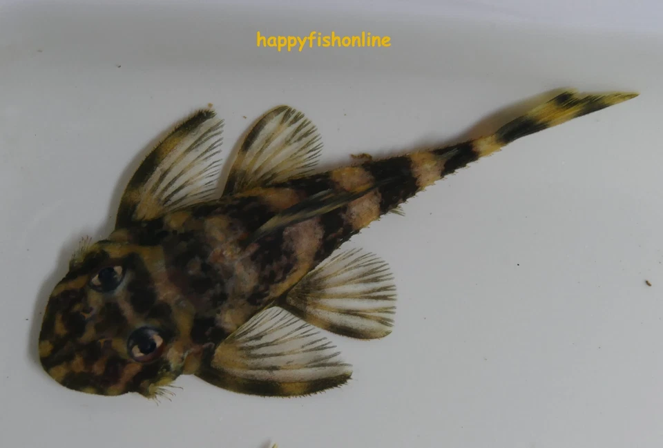 BREEDING PAIR OF L052 ATABAPO BUTTERFLY PLECOS! CHAMELEON LIKE FISH! WC 8-10 CM - Image 4 of 4