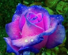 20 SEEDS for Navy Blue/Fuchsia Pink RARE Rose tea flower exotic plant USA Seller