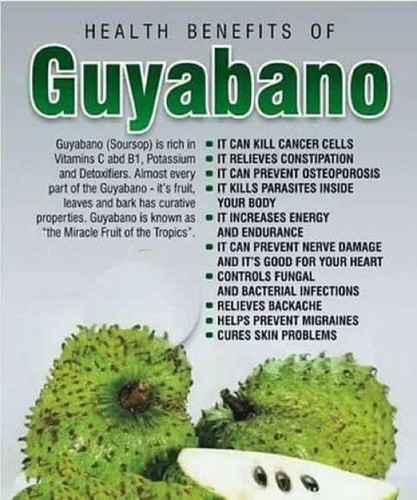 KEYXE Premium Soursop Graviola Leaf Tea | 75 Bags | 75g | 100% Natural | BB 9/26 - Picture 8 of 18