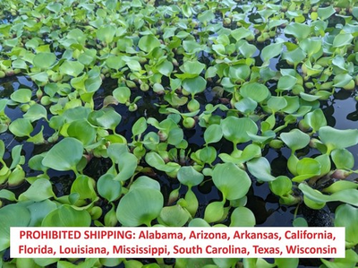 #ad 20 Water Hyacinth Pond Plant Floating Live READ DESCRIPTION $47.00
