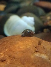 25 Live Bladder Snails  US Aquarium Raised  Tiny Cleanup Crew or Feeder Snails