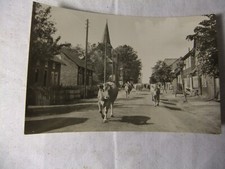 AK , Neustadt Rennsteig , Rinderherde , 1959