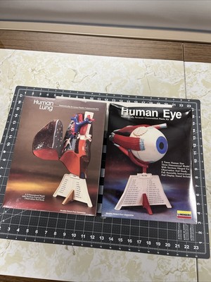 VTG (2) Lindberg Model Human Lung / Eye Anatomy 3-D Models - Sealed