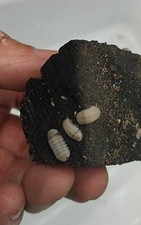 Polar Bear, Cubaris Panda King Isopods