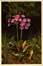 Vintage Primula Longiflora Flower Postcard Printed in Switzerland