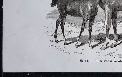 Gravure ancienne, Cheval, anatomie, races, monture, galop