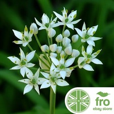 Flower - Wild Garlic - 200 Seeds - Allium Ursinum - FREE DELIVERY!