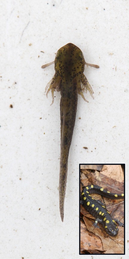 10+ Live - Spotted salamander LARVAE / Jefferson larvae