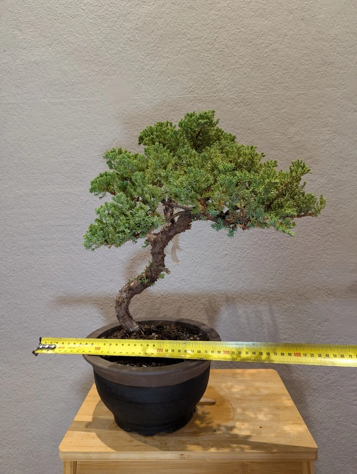 30 YEAR OLD JUNIPER BONSAI 'SQUAMATA' IN CLAY POT - image 2 of 4