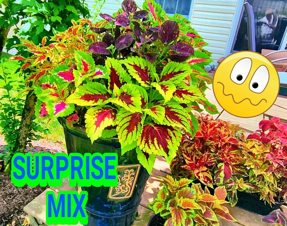 COLEUS SEEDS 8 种款式-吉姆选择 — 第 3/4 张图片