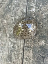 7.6oz Beautiful Polished Petoskey Stone Fossil Lake Michigan Coral Dark Eye