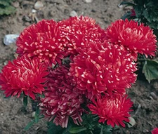 ASTER DWARF MILADY SCARLET RED Callistephus Chinensis - 100 Bulk Seeds