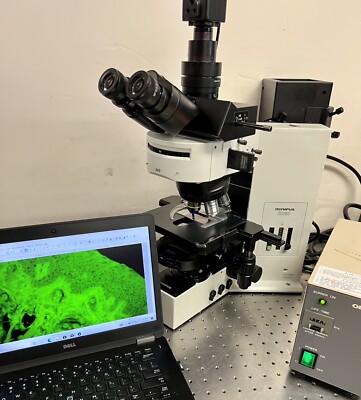 Olympus BX60 Fluorescence Phase Contrast Microscope
