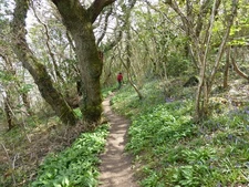 Photo 6x4 On the Wales Coast Path in Oxwich Wood, Gower Norton/SS4986 Co c2016