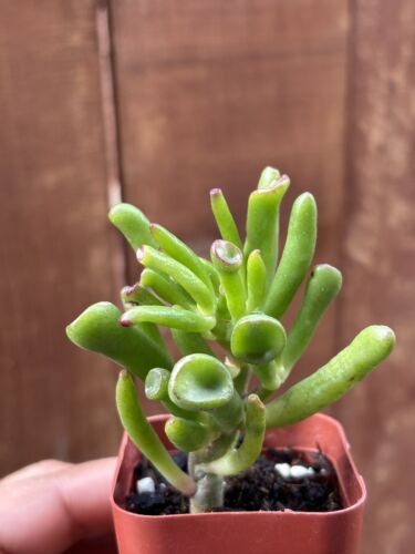 2” Crassula Ovata ‘Ogres Ear’ Jade Succulent - Picture 3 of 4