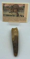 Spinosaurus Teeth Dinosaur F0SSIL Before T Rex Cretaceous K502