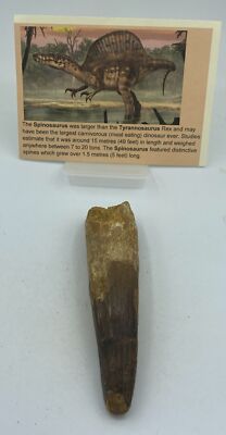 Spinosaurus Teeth Dinosaur F0SSIL Before T Rex Cretaceous K502