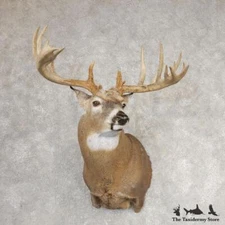 #21068 EL | Whitetail Deer Taxidermy Shoulder Mount For Sale