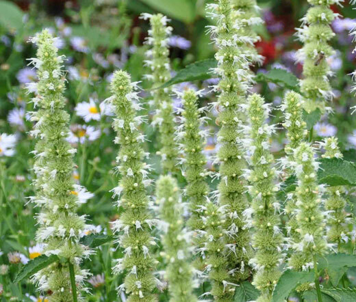 GIANT HYSSOP - AGASTACHE MEXICANA - WHITE 14,000 FINEST SEEDS - PERENNIAL - BULK