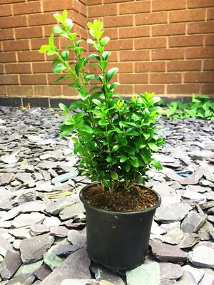 Up to 40 Box Hedging Plants in 12cm Pot Buxus Sempervirens Dense Outdoor  20-40cm | eBay
