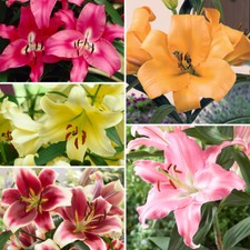 Skyscraper Lily Bulbs Five Colours Giant Summer Flowering Tall Lilies x 15