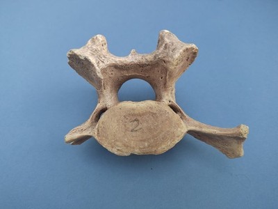 Höhlenbär Fossil Wirbel Ursus spelaeus. Pleistozän, Devensian.