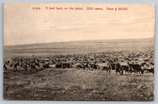 Beef Heard on the Plains. Steer, Cows. 1907 Worcester Stamped Mass Postcard