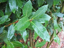 25 (Medium Size) Fresh Organic Bay Leaves Leaf, Laurus Nobilis, 2" - 3.5" Long