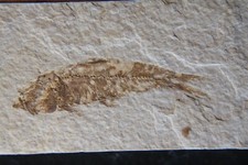Eocene Green River Shale fish fossil on matrix - Knightia alta #10