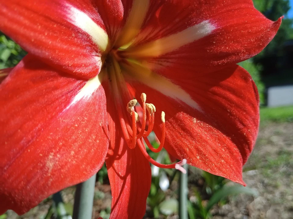 (5) BOMBILLAS AMARYLLIS HIPPEASTRUM NARANJA ROJIZO CON FLORES DE JARDÍN AMARILLAS PLANTAS Foto 3 de 4