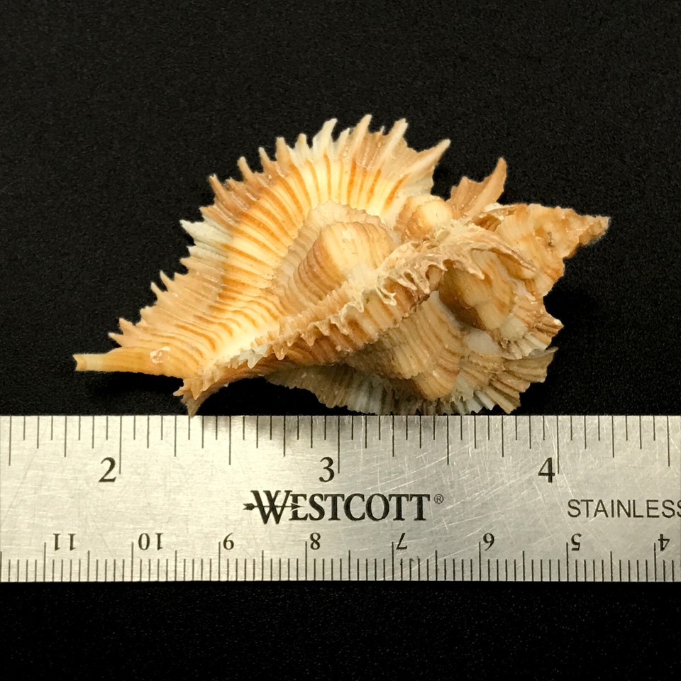 Miyoko Murex Sea Shell Chicoreus Miyokoae Extremely Rare Murex Sea ...