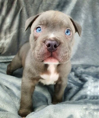 Abkc Pedigree American Bully Bullies Puppies Dogs Puppies Gumtree Australia Gold Coast South Coolangatta 1258639357