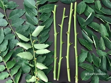 Katuk Sweet Leaf Unrooted CUTTINGS- Perennial Vegetable- Sauropus androgynous