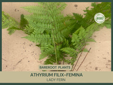 Athyrium filix-femina | Lady Fern | Bareroot | Wood Fern Family |  Fully Grown