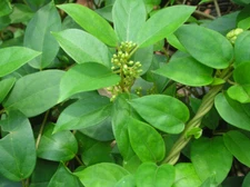 Gymnema sylvestre GYMNEMA Herb Seeds!