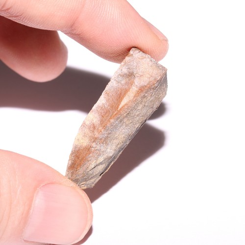 Tyrannosaurus Rex Tooth Shard - Dinosaur Fossil Hell Creek Formation Cretaceous