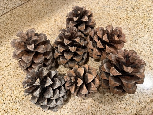 Lot Of 7 Large California Pine Cones, 4-6 In, Holiday Decor, Craft Supplies