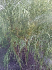 Dogfennel - Dried Herb Wild Mayweed - Eupatorium cappillifolium - CHOOSE 0.5 - 4