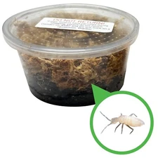 8 oz. Temperate Springtail Starter Culture - Live Arrival Guaranteed