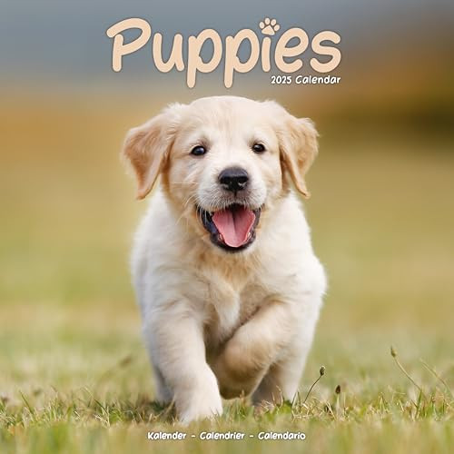 Puppies 2025 Square Wall Calendar | Dog Breed, Puppy Calendar (v4t)