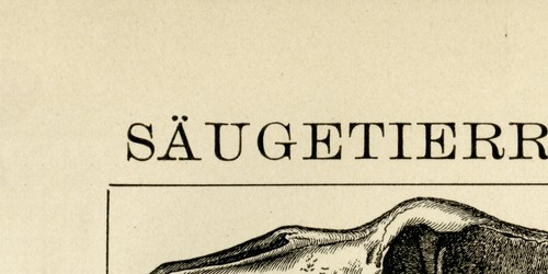 Fossils Diluvium Mammoth Giant Deer Cave Bear Picture Board Woodblock c. 1892 - Picture 2 of 10