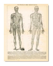 MUSCLES ANATOMY Human Body Antique Print 1890 Original Lithography 19 century
