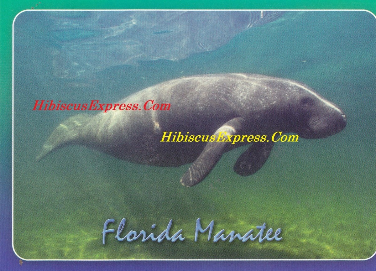 4Y50 FLORIDA MANATEE [ONE 1 CARD] Florida's gentle giant from