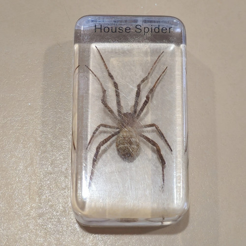 Large House Spider Specimen Acrylic Block Display Education Home School