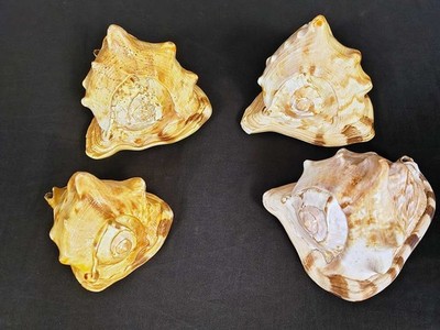 Four Queen / King Helmet conch shells FREE SHIPPING