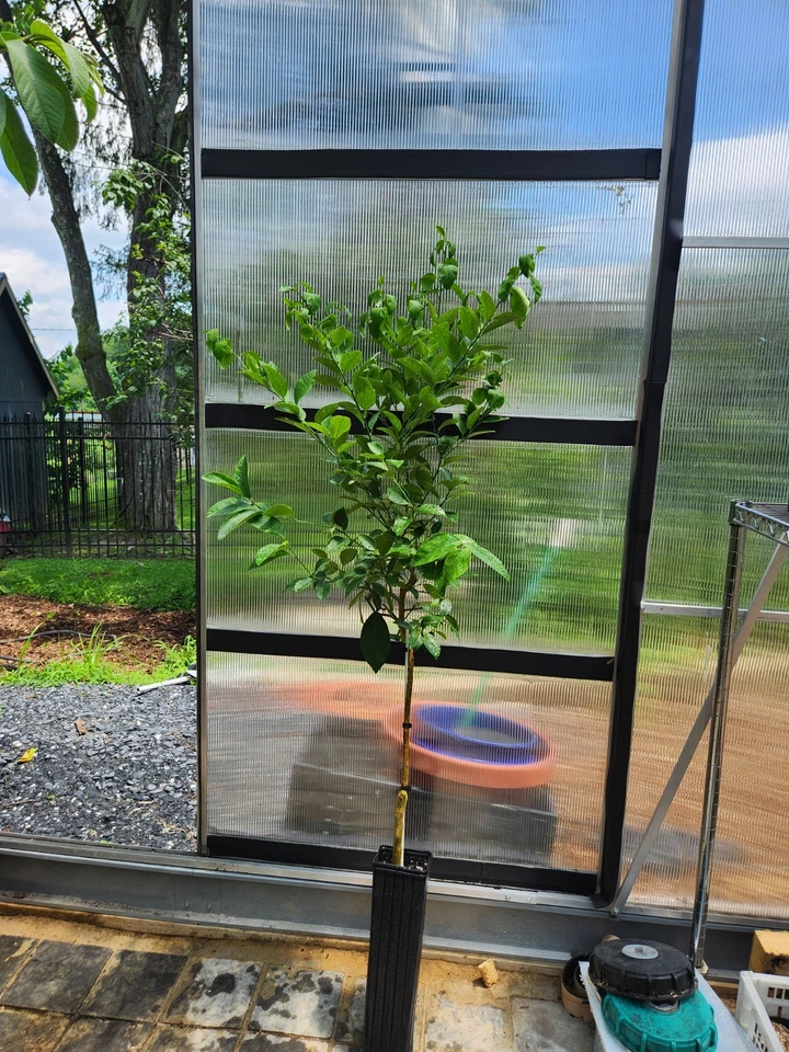 水果钥匙石灰树 - 4 英尺高 - 目前有水果 + 鲜花 — 第 3/3 张图片