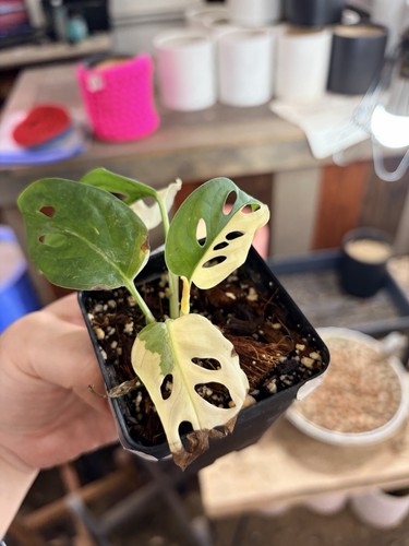 monstera adansonii albo variegated Swiss Cheese High Variegation Ship From NY - Picture 5 of 9